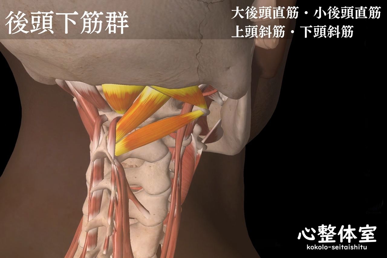 後頭下筋群の問題で眼の疲れ