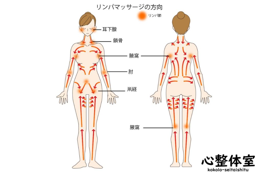 リンパの流れ