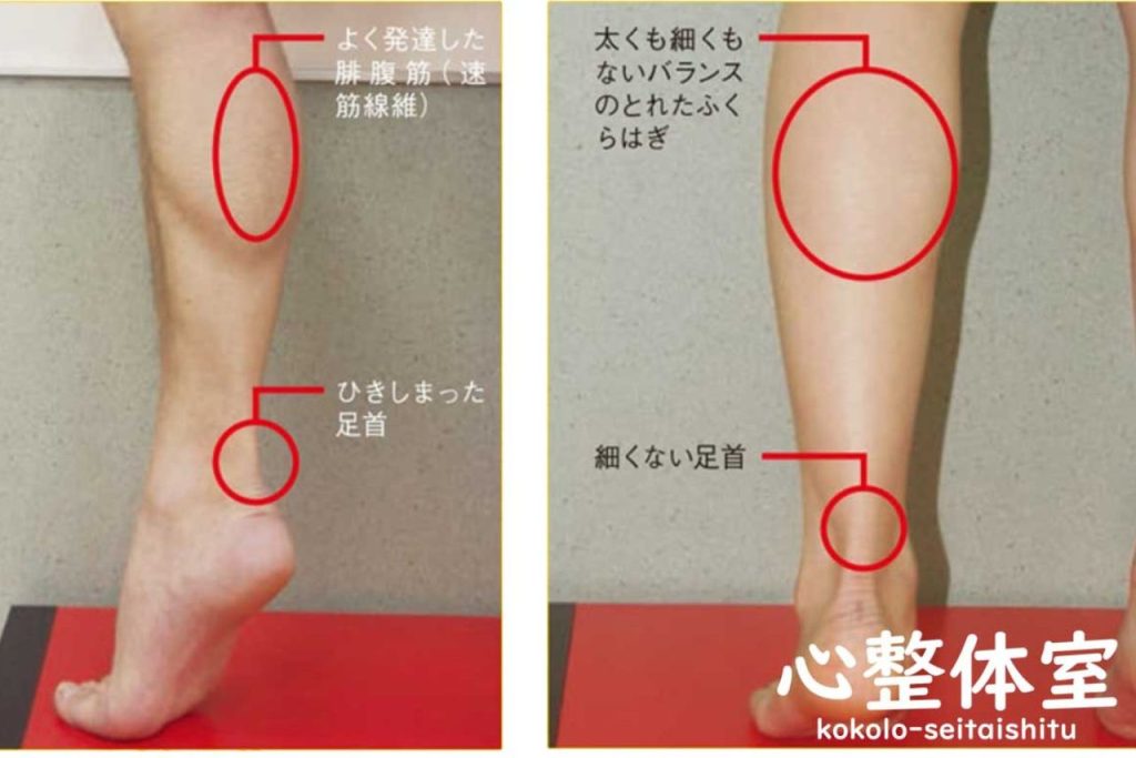 筋肉の発達によるふくらはぎの太さ