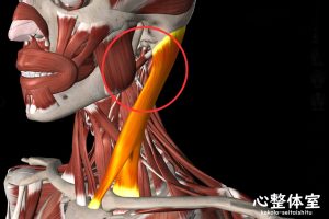 胸鎖乳突筋が原因でアゴの痛み