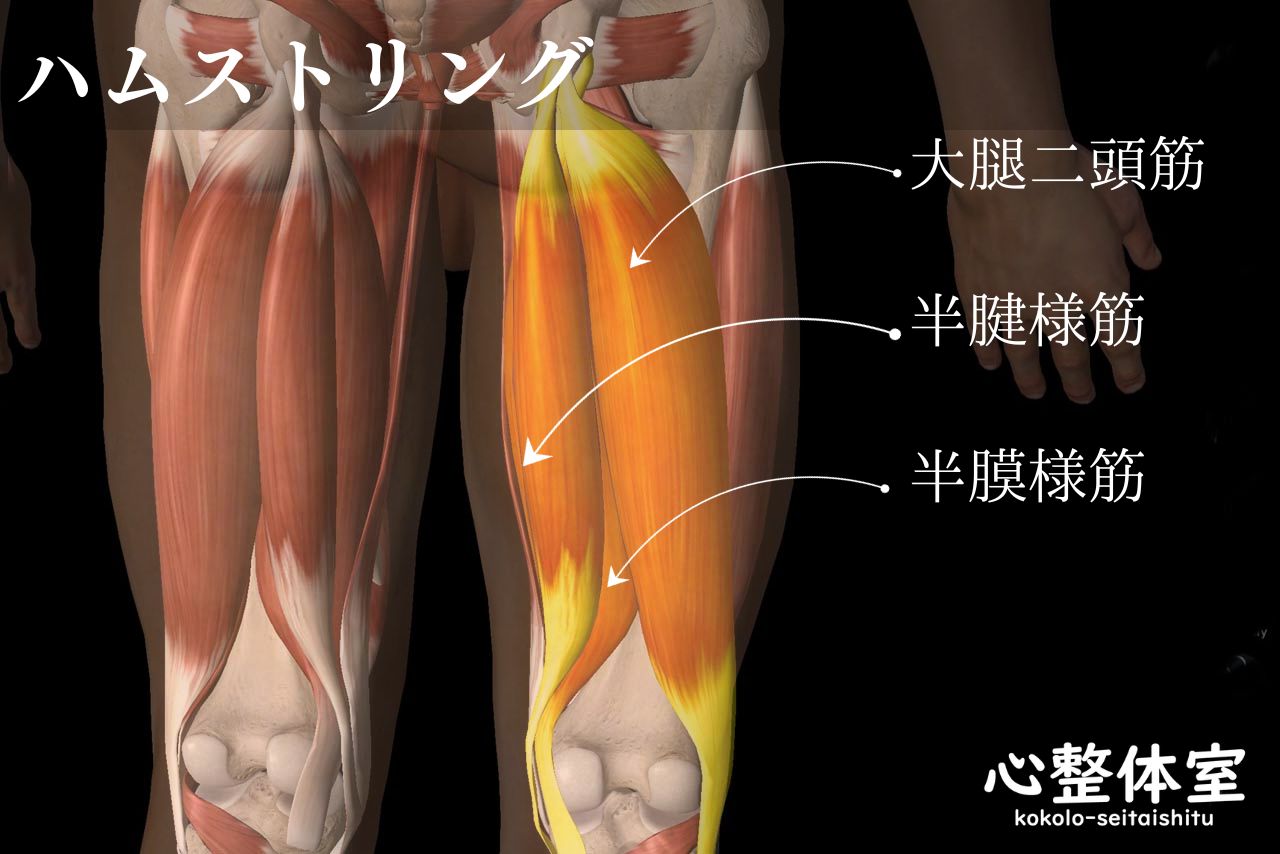 ハムストリング・大腿二頭筋・半腱様筋・半膜様筋