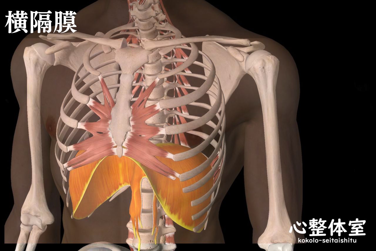 腹式呼吸は横隔膜