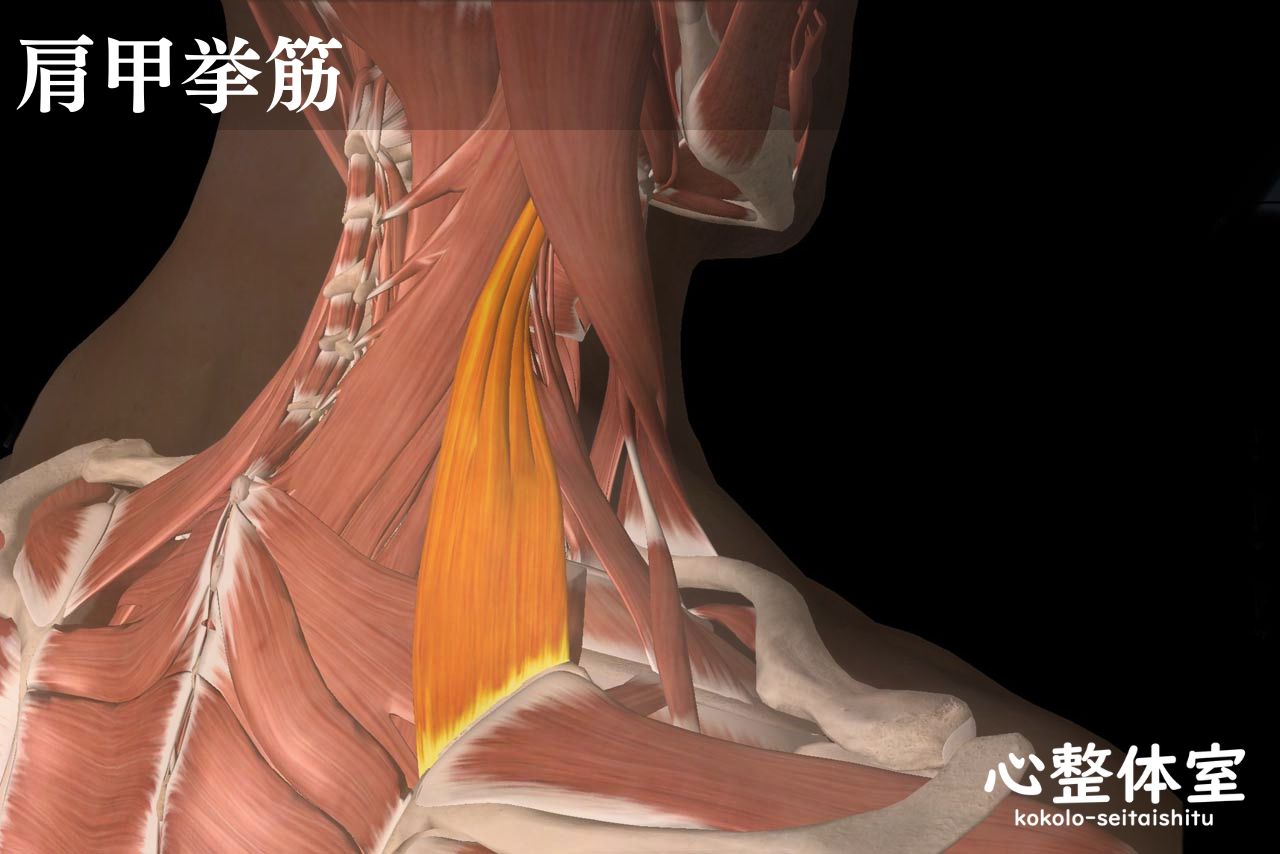 肩甲挙筋