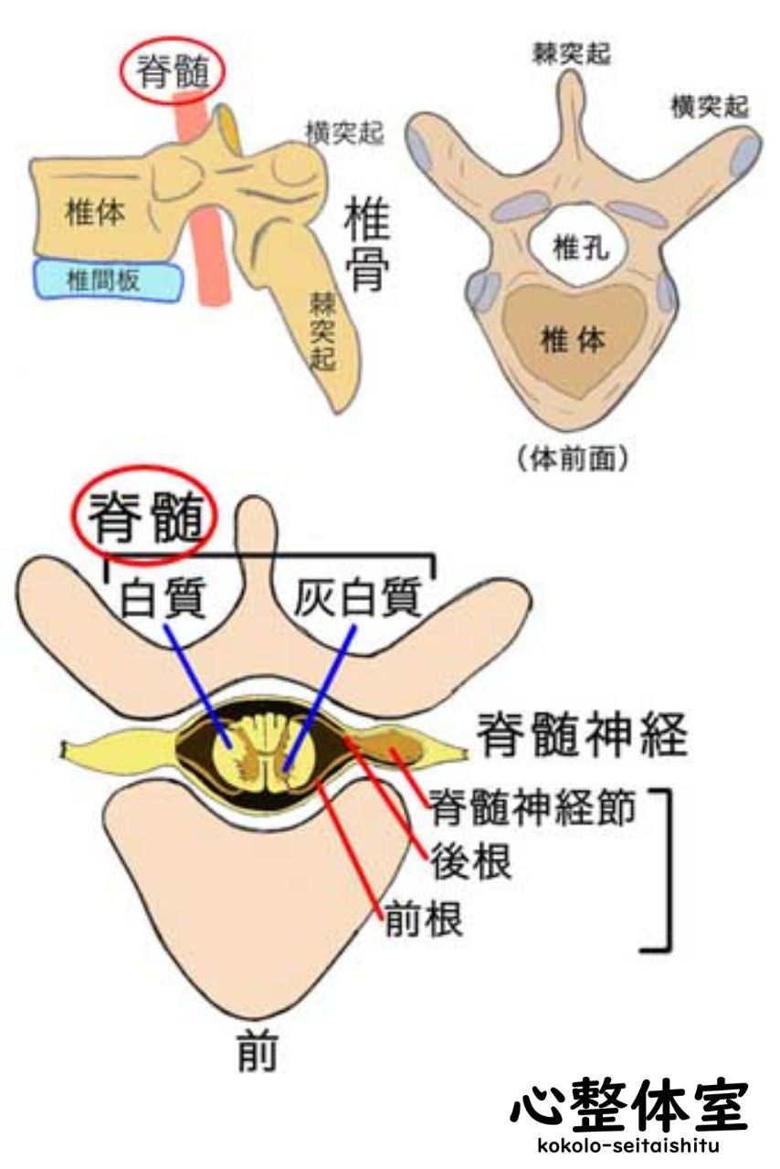 脊髄