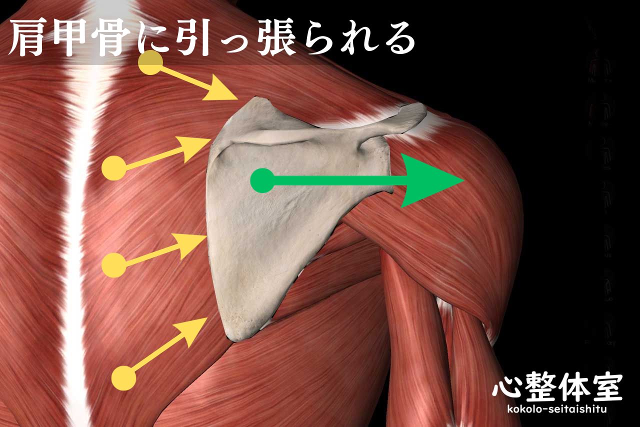 前鋸筋・肩甲骨に引っ張られる筋肉