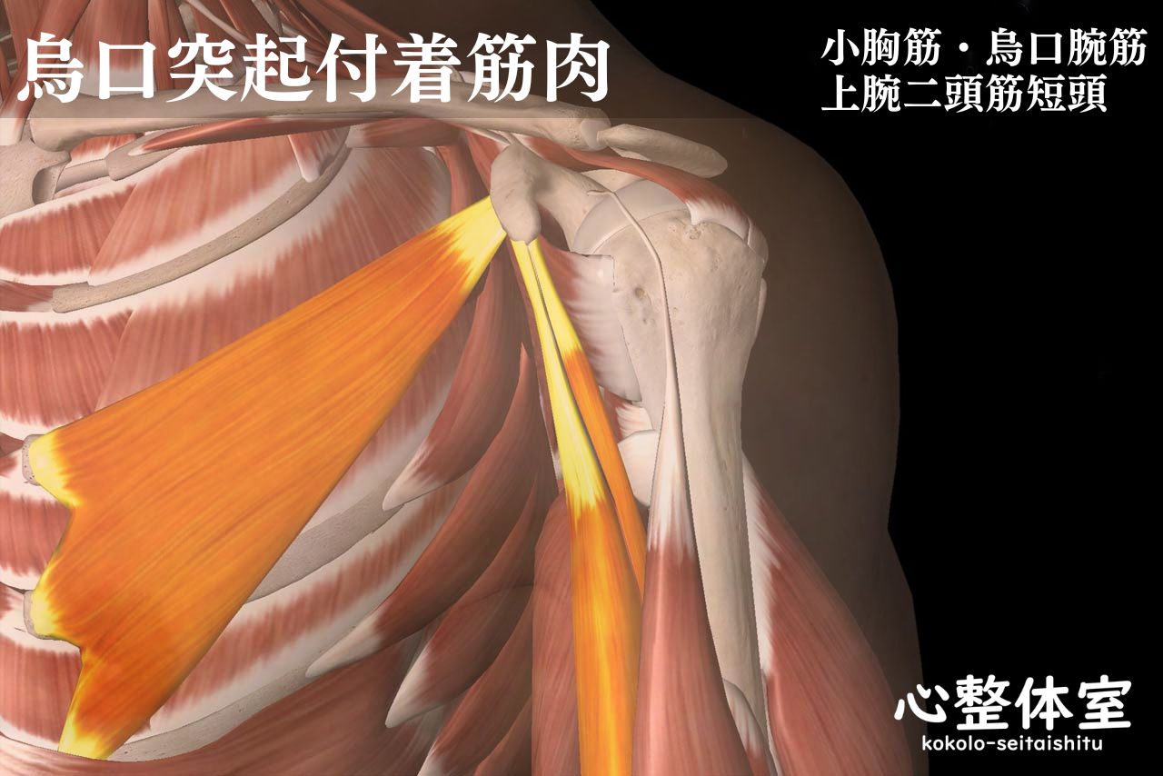 小胸筋・烏口腕筋・上腕二頭筋短頭