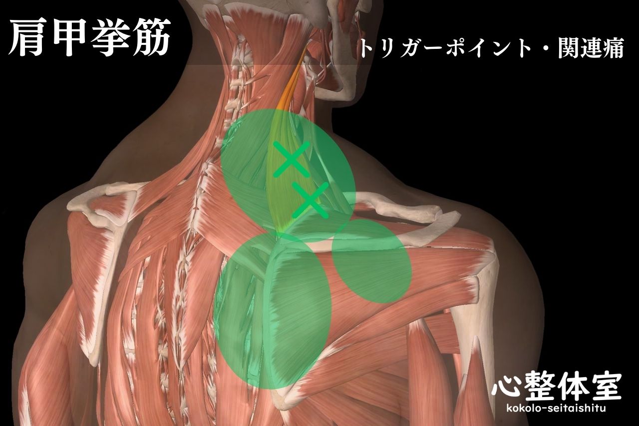 肩甲挙筋トリガーポイント