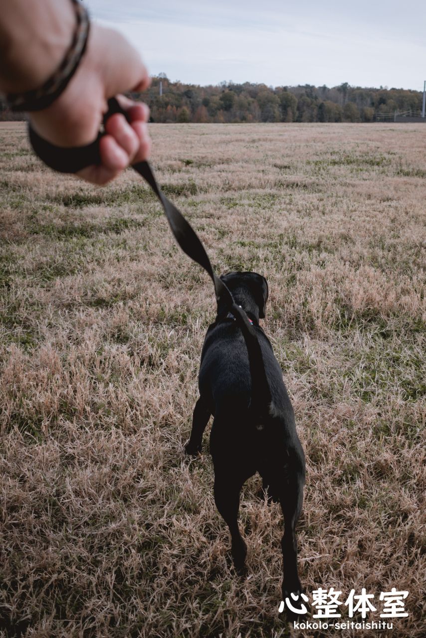 犬に連れっててもらう散歩