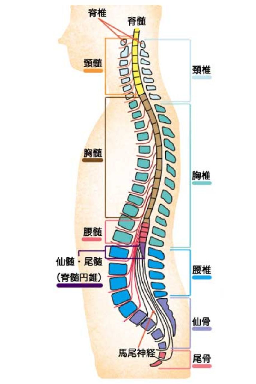 脊椎と脊髄