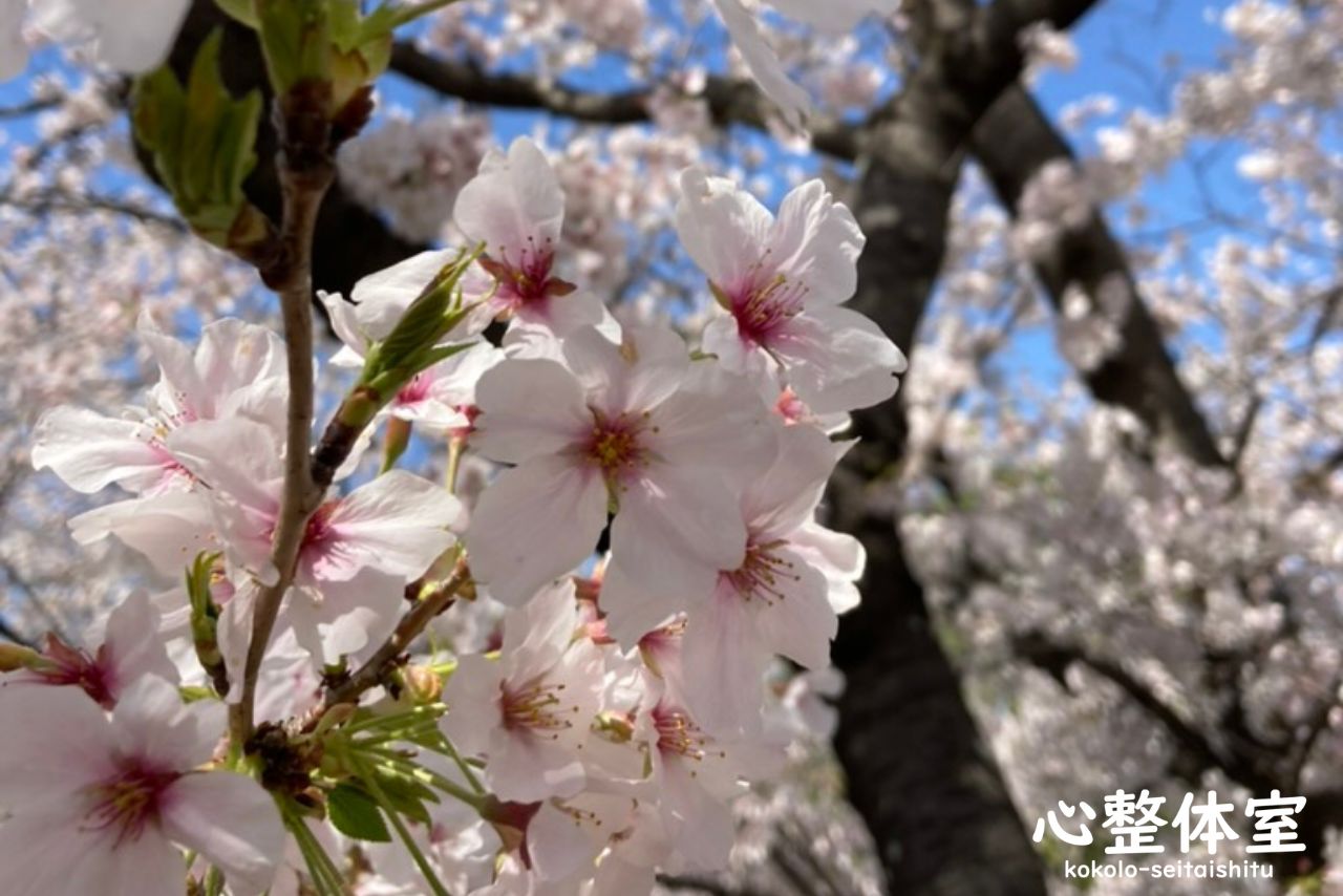 桜