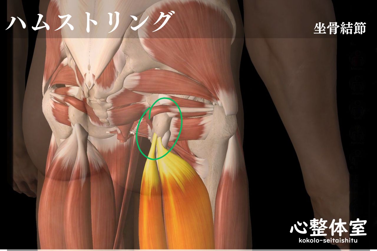 ハムストリング・坐骨結節