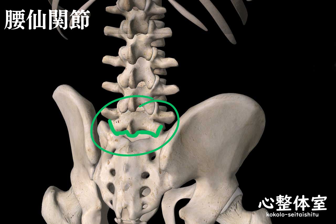 腰仙関節