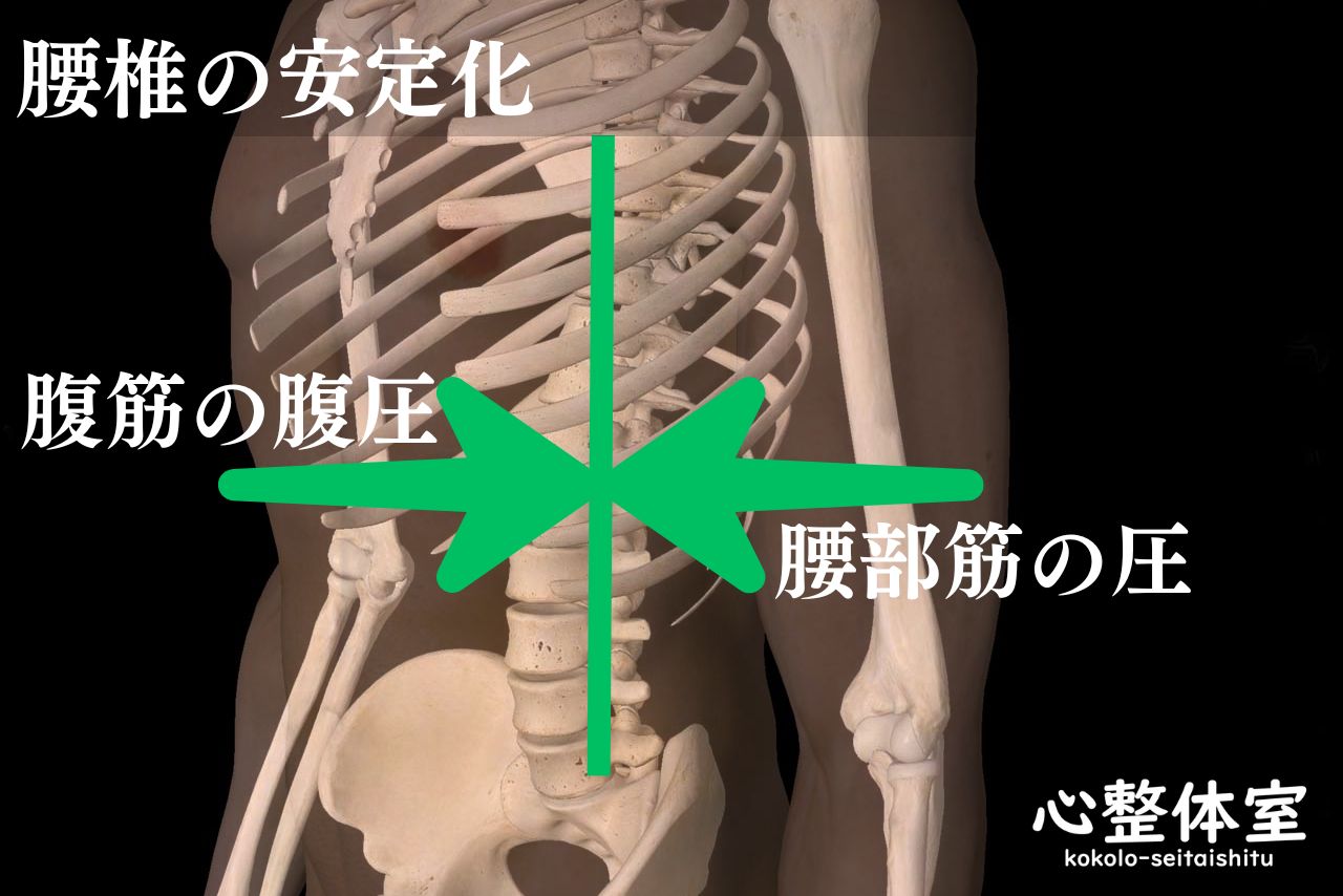 腹圧による腰部の安定化