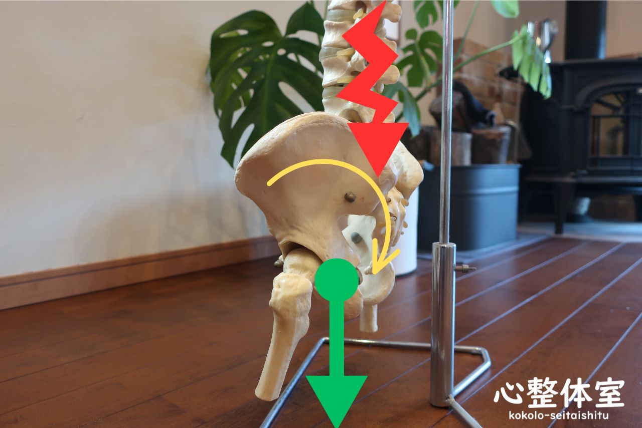 骨盤が引っ張られ腰の筋肉も引っ張られ