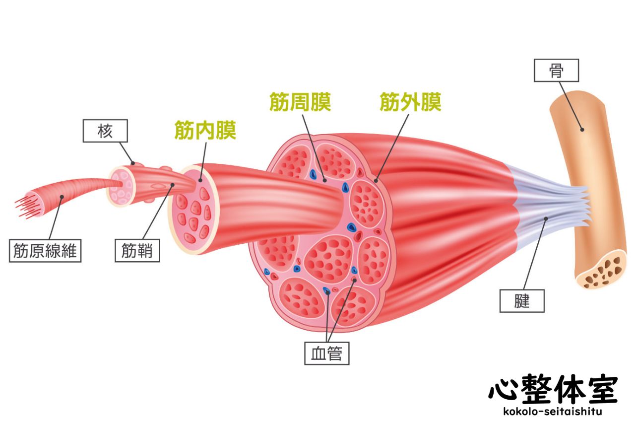 筋膜