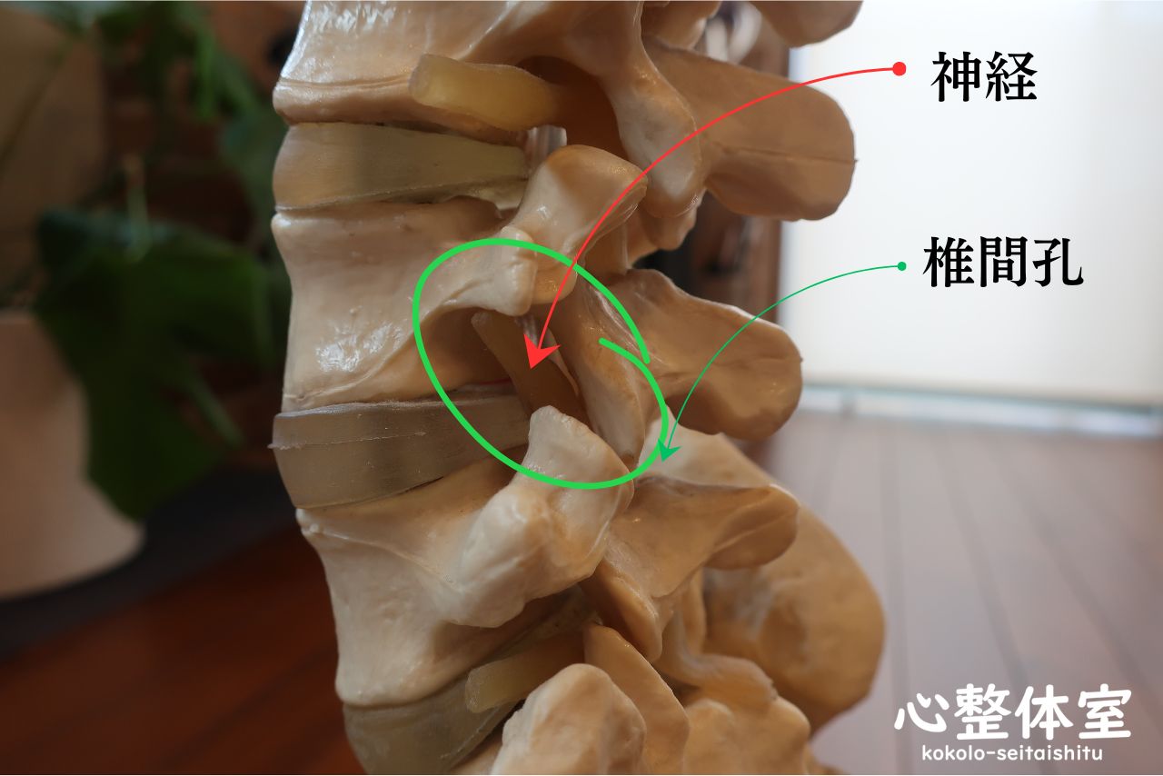神経と椎間孔