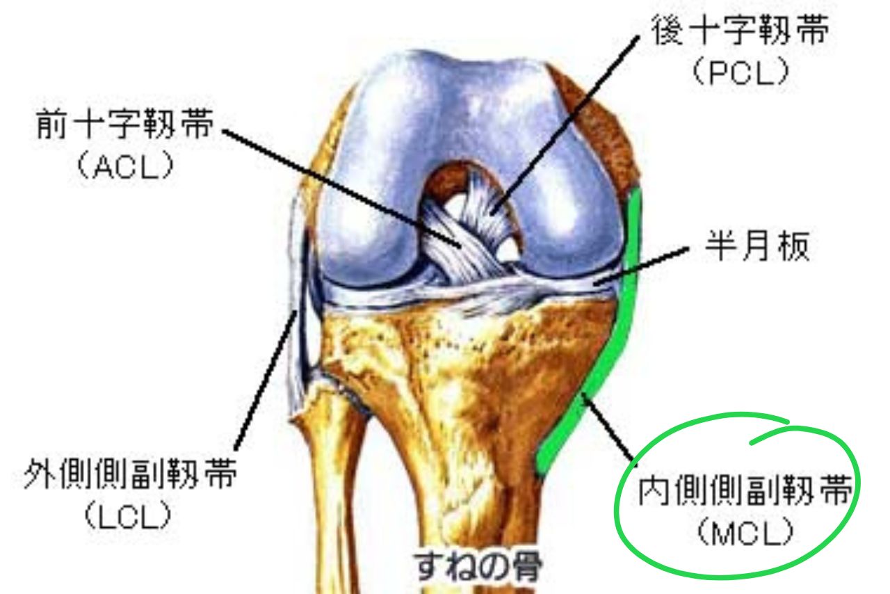 内側側副靱帯