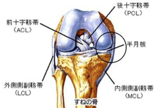 内側側副靱帯と内側半月板