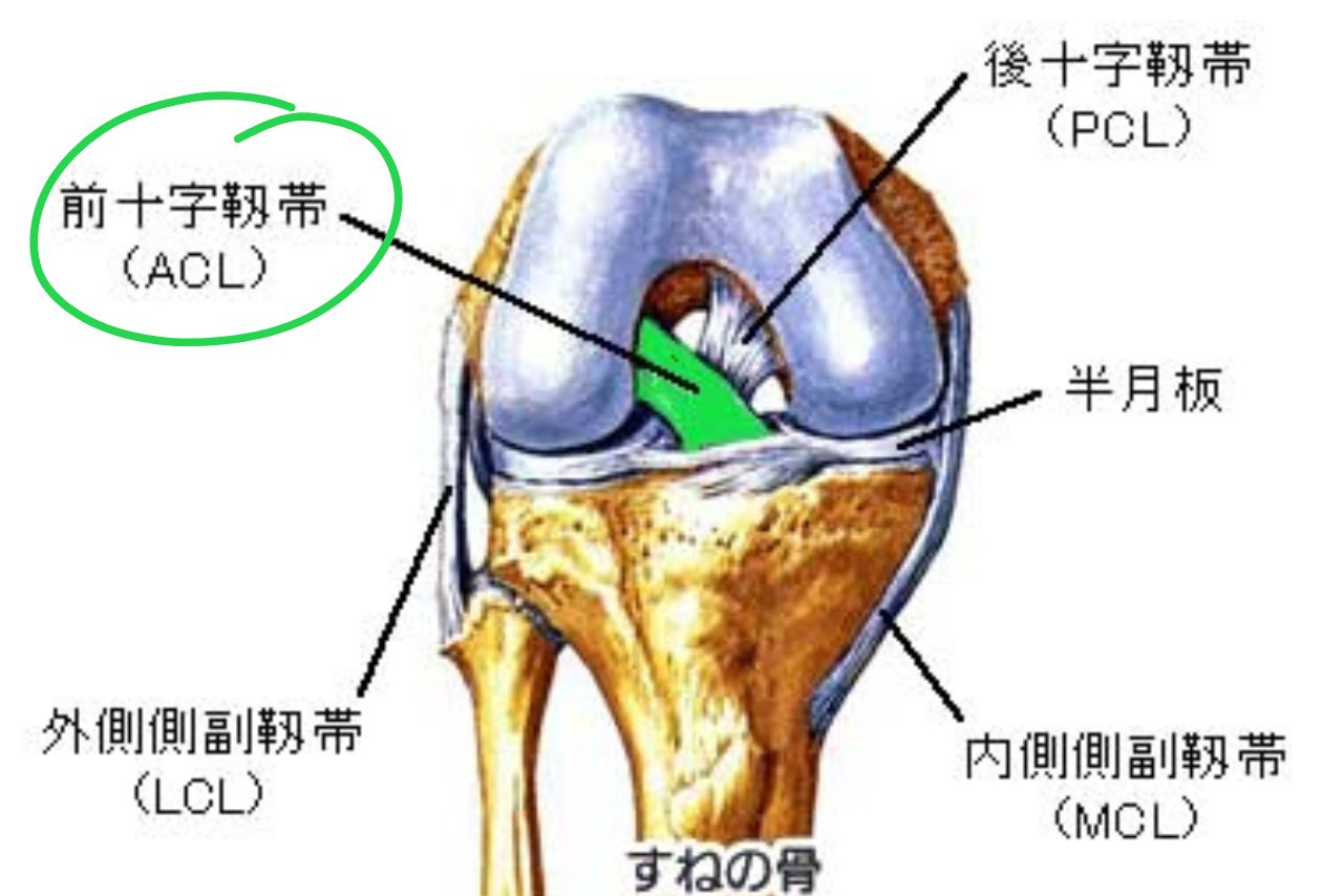 前十字靭帯