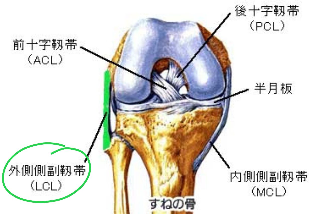 外側側副靭帯