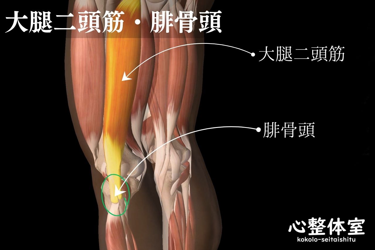 大腿二頭筋・腓骨頭