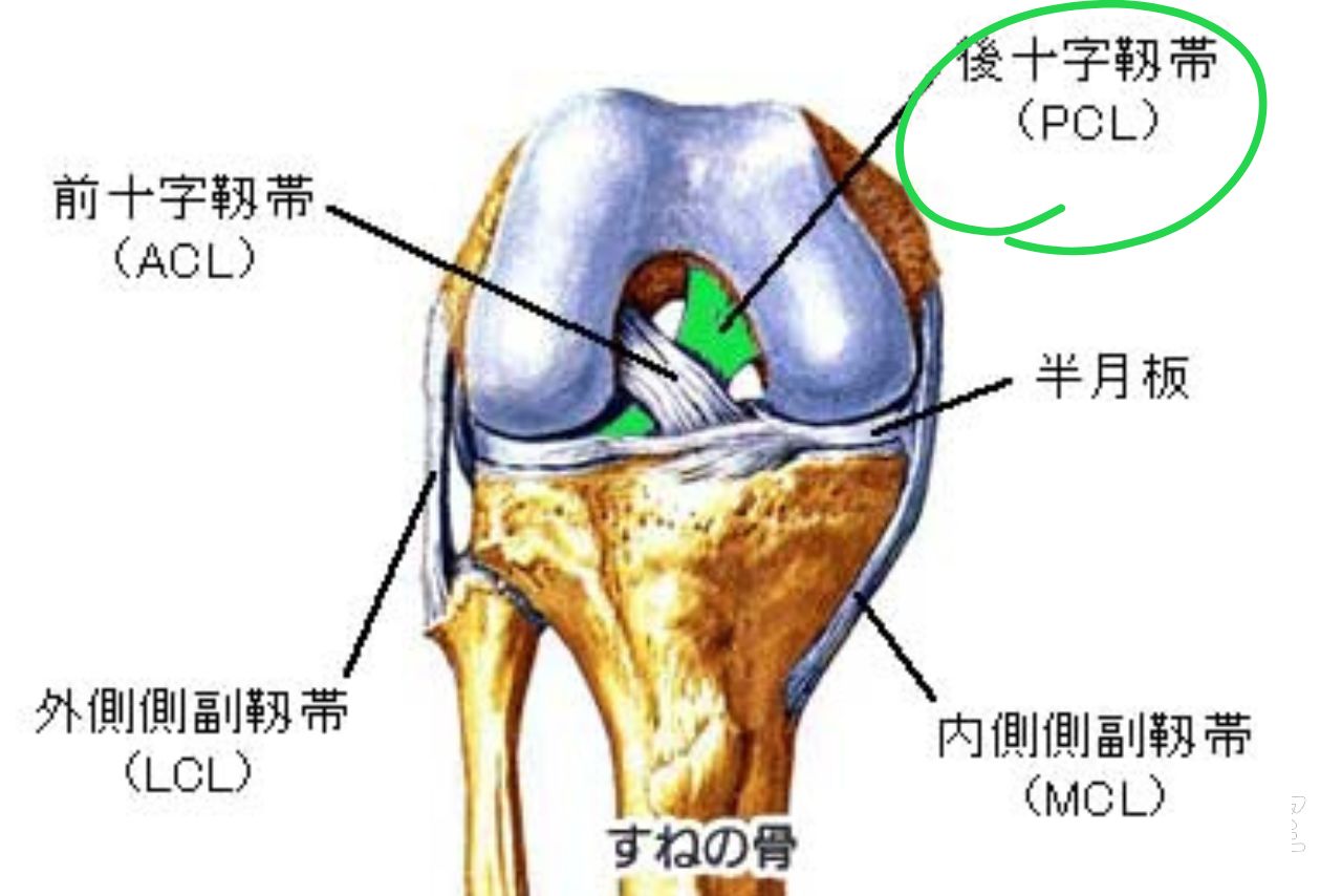 後十字靭帯