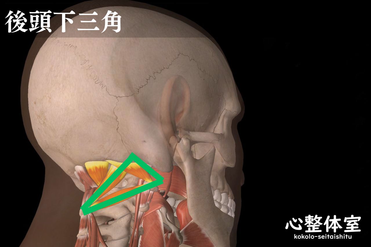 後頭下三角