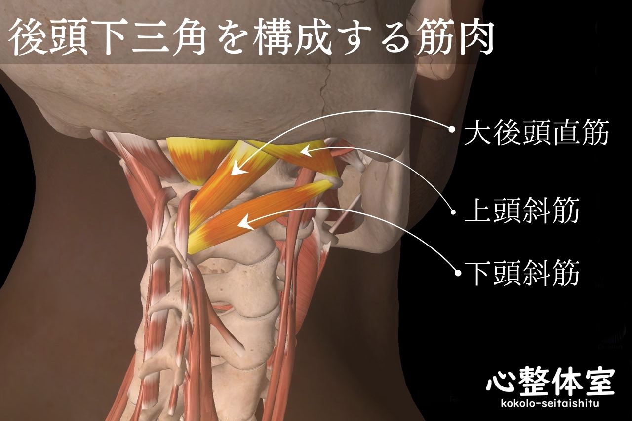 筋肉:後頭下三角・大後頭直筋・上頭斜筋・下頭斜筋