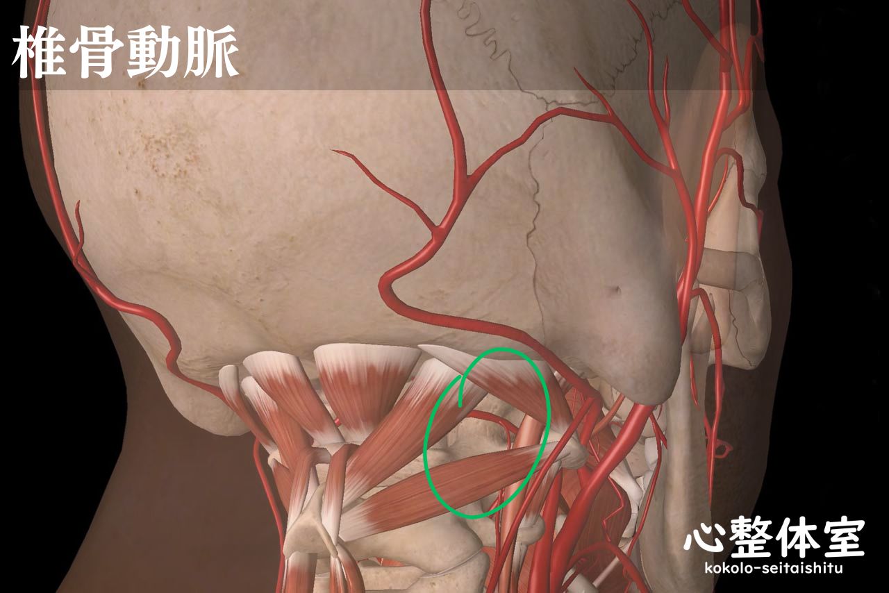 椎骨動脈の圧迫が原因