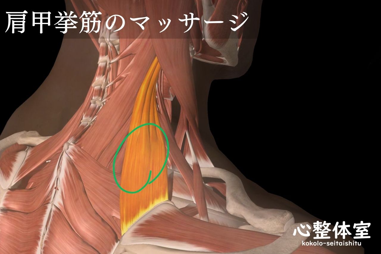肩甲挙筋マッサージ