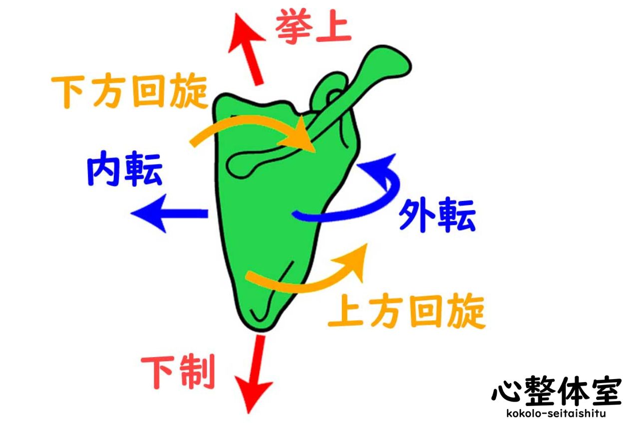 肩甲骨の動き