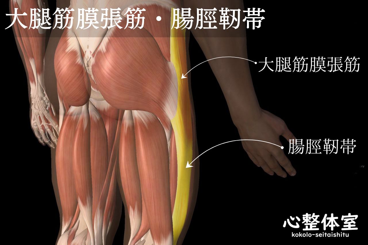 大腿筋膜張筋と腸脛靭帯は繋がっている