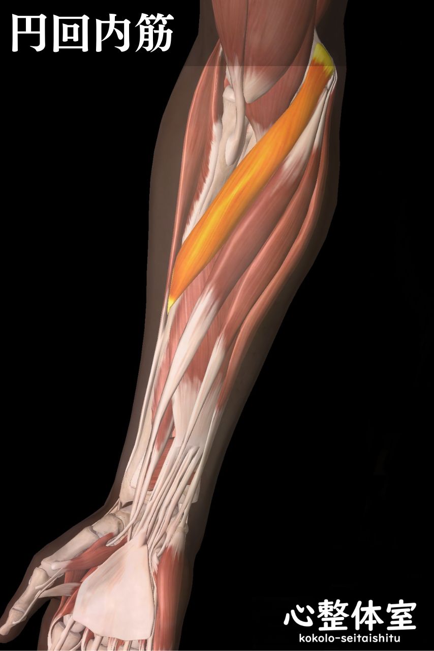 円回内筋